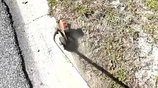 Grass Cutting | Time Lapse | Compilation