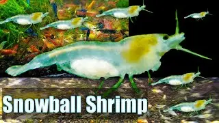 Snowball Shrimp - The Most Underrated Shrimp Line