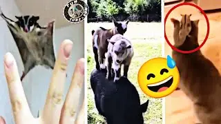 TUN TUBE-FUN | cute animal videos funny | cute animal love ❤️💖 | Pets & Animals 2023 #8