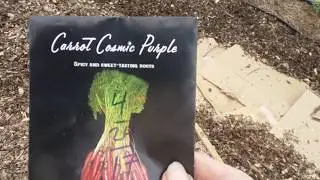 Planting Cosmic Purple Carrots