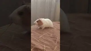 Морская свинка ест овёс😺