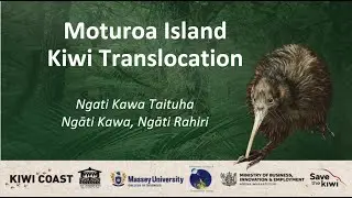 Moturoa Island kiwi translocation - Ngāti Kawa