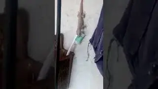 Kya apke Colgate main namak hai
