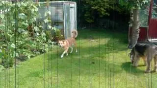 The Best of An Airedale and Lollie