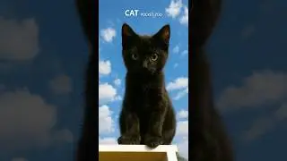 Black cat #cute #animals #pet