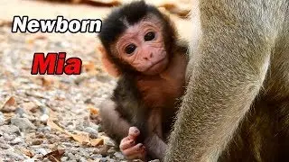 Big congratulation!Monkey Maria give birth new baby,Newborn of Maria name,Mia
