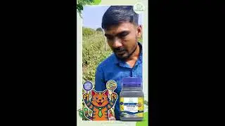 Excellent Results on Tomato Crop &ndash; Gujarat Farmer Experience