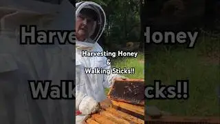 Harvesting walking sticks At the craziest place!