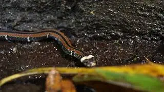 梭德氏帶紋赤蛇 Sinomicrurus sauteri (Steindachner, 1913) | Taoyuan, Taiwan | Jun 2022