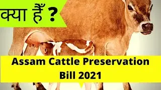 what is Assam Cattle Preservation Bill 2021 | Assam Assembly passes Cattle Protection Bill | hindi