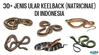 30+ Jenis Ular Keelback / Natricinae (Ular Picung, Ular Lare Angon, Water Tiger, dll) di Indonesia