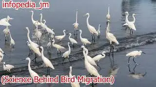 THE SCIENCE BEHIND BIRD MIGRATION | AMAIZNG BIRD FLY |  infopedia_jm