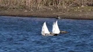 North American Canvasbacks, Mallards, a Redhead and Ruddy duck stay and feed with Trumpeter Swans