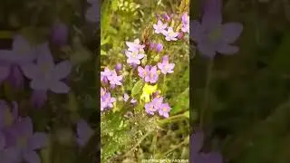 Common centaury and grasses in the breeze