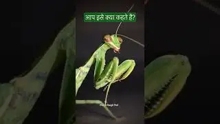Giant Mantis 😳 |  नमस्कार किडा | Beneficial insect 🐝 | #agriculture #knowledge #education #savetrees