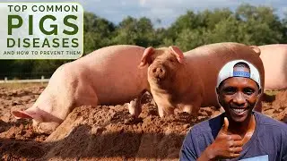 Top Common Pig Diseases and How to Prevent Them.