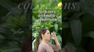 Culantro health benefit you should know