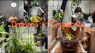 My Carnivorous plant collection | Drosera & Pinguicula | Pinguicula potting on Lava rocks