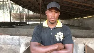 This one Mistake will make you Fail in Pig farming
