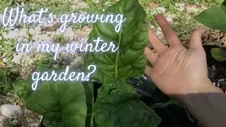 Roselle, beets, swiss chard, ground cherries, garden tour! #containergarden