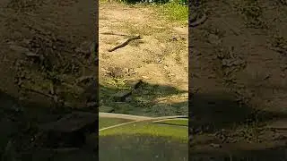 jungle safari nagin viral video #tranding #youtubeshorts #birds #safari