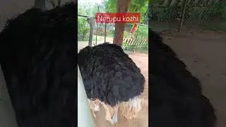 #nerupu