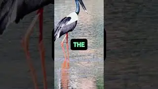 Why is the black stork so elusive? 🦩🌲