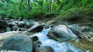 Calm Mountain Stream Ambience | Gentle Forest River Sounds for Study, Sleep & Focus