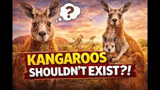 Kangaroos Are WAY Weirder Than You Think 🦘  Australia&rsquo;s Ultimate Survival Animal
