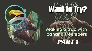 Making a Bird Trap Using Banana Tree Fibers - Part 1