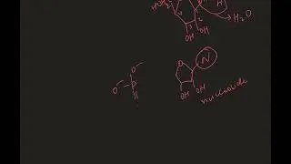 Structure of polynucleotide chain | Molecular basis of inheritance | NEET | part -1