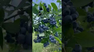 Blueberry farm in Ontario Canada #blueberry #blueberryfarm #blueberrypicking #shorts #youtubeshorts
