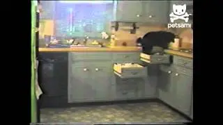 Secret agent dog infiltrates kitchen