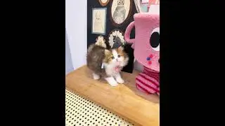 Adorable Little Kitten 🐈😻 | Vol. 9 #animals #cat #shorts