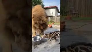 Episodes 53 🦁🐅🐶🐱Tiger Sneaks Into Neighborhood | Real Security Camera Footage
