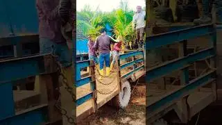 plantation workers doing work#work #workers #workout #coconut #farm #cr7