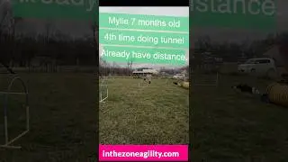 Mylie 7 monyhd drive out tunnel distance 4th time doing tun #cleanrun #nadac #puppytraining