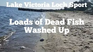 Dead Fish Washed up in Lake Victoria Loch Sport