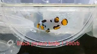 ANEKA JENIS NEMO HYBRID BESERTA HARGANYA