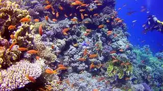 Royal Albatros Moderna reef 2019