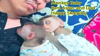 Baby Monkey Sam Asher And Daddy / Lovely Sleeping Compilation - Funny Animals
