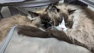 What's Been Going On With The Ragdolls' ??!!