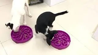 Jen Ju and Boba&rsquo;s food aggression test with dog
