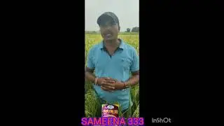 harlal seeds hybrid paddy sameena 333#harlaseeds#viral #farmers #agriculture