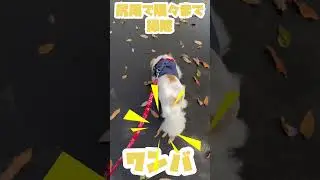 【パピチワ】最後まで見てね/自動掃除機🐶ワンバ/自動ゴミ捨て機能もあるよ/帰宅後丸洗いされました