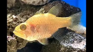 ミヤコイシモチ　Miyakoisimoti　Ostorhinchus ishigakiensis