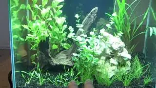 New Plants and Misidentification