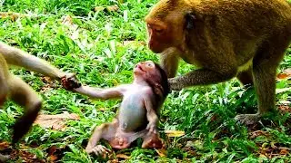 Terrify! Jill and Dydy tear baby almost cut body, Monkey drag timo seriously cos angry , Poor baby