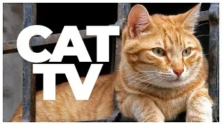 CAT TV | 10 Hours of Birds & Relaxing Cat Music | Ultimate Entertainment & Relaxation for Cats