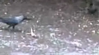 Crow and Chameleon